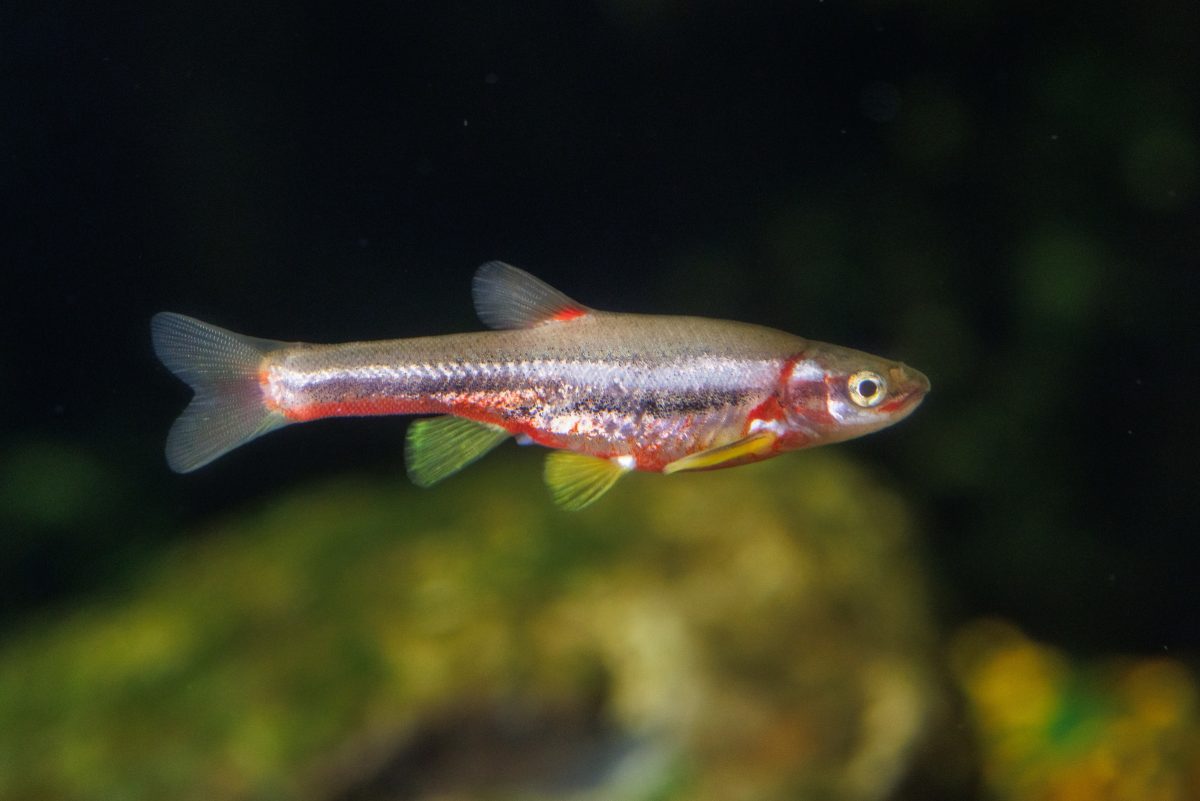 Tennessee Dace (Chrosomus tennesseensis)