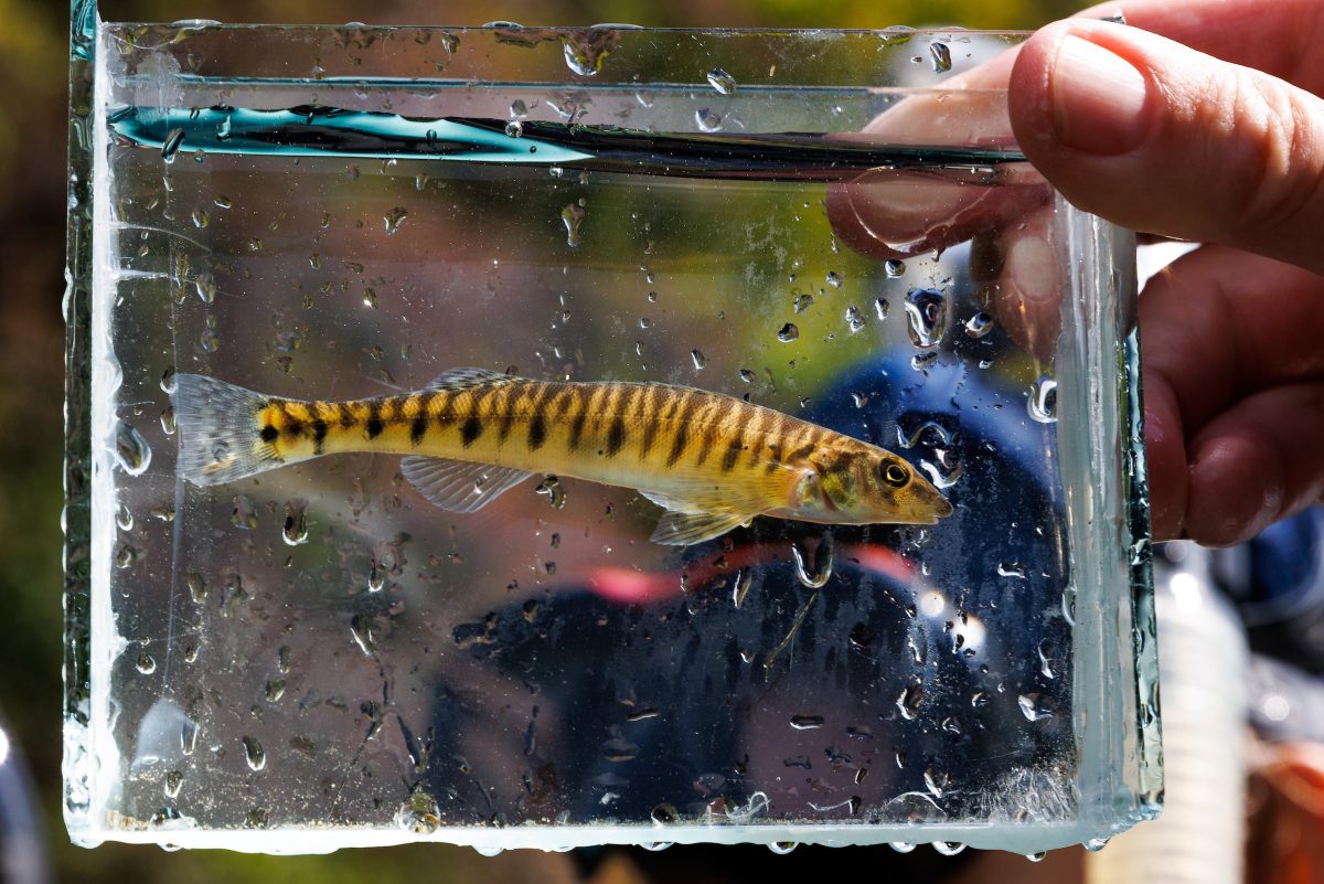 A Common Logperch found in the Tellico River in Tellico Plains, Tenn.