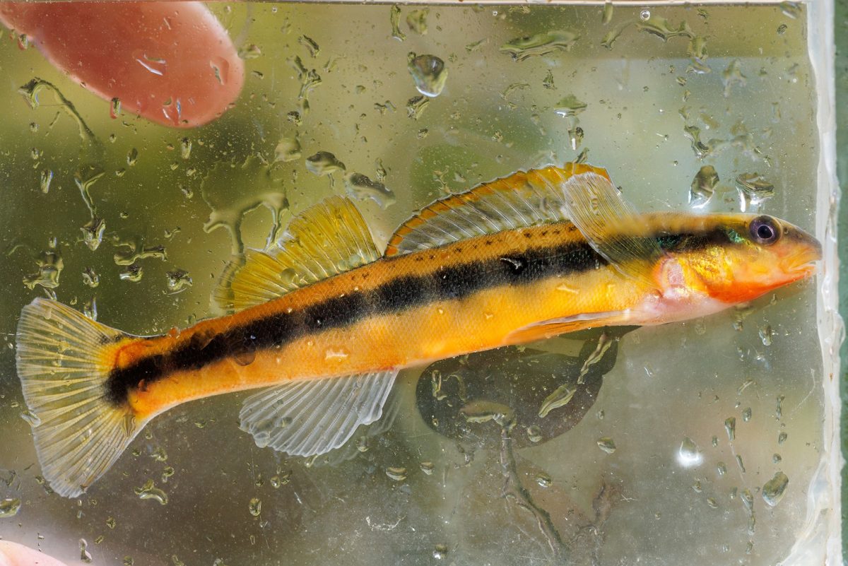 Tangerine darter in viewing aquarium