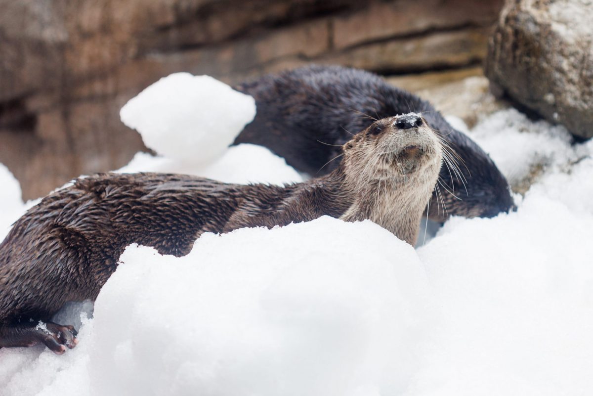 Delmar the North American River Otter at the Tennessee Aquarium