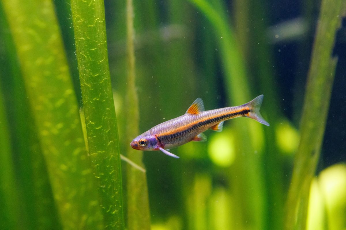 Rainbow Shiner (Notropis chrosomus)