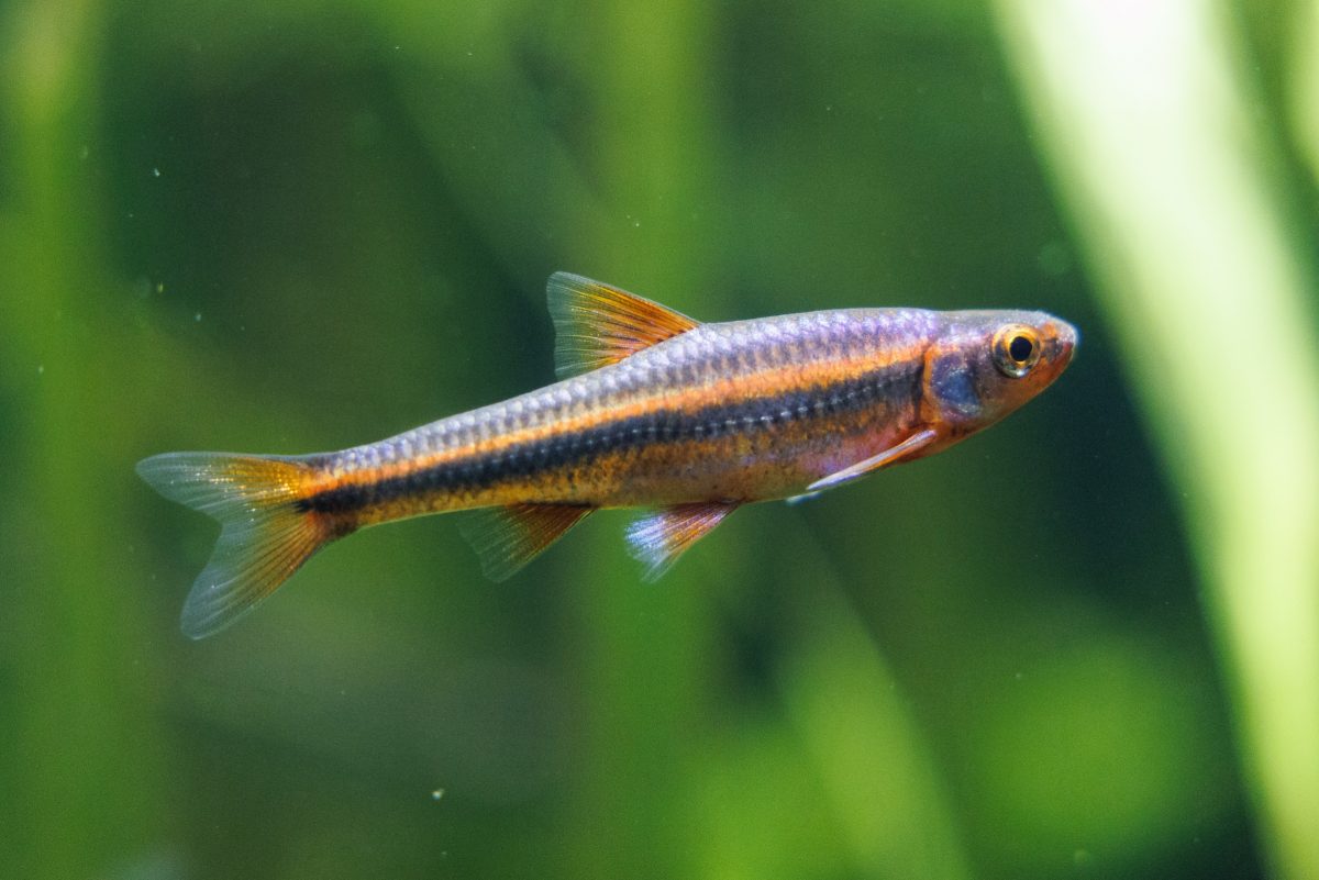 Rainbow Shiner