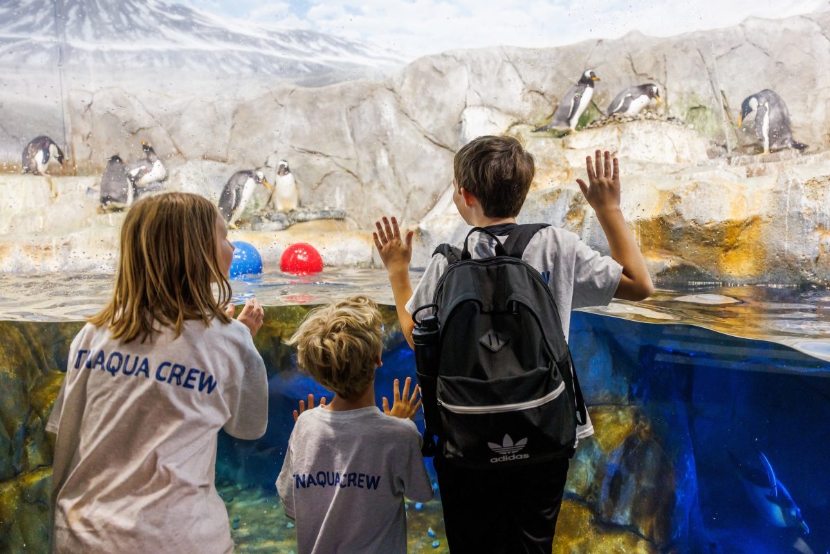 summer campers viewing penguin habitat