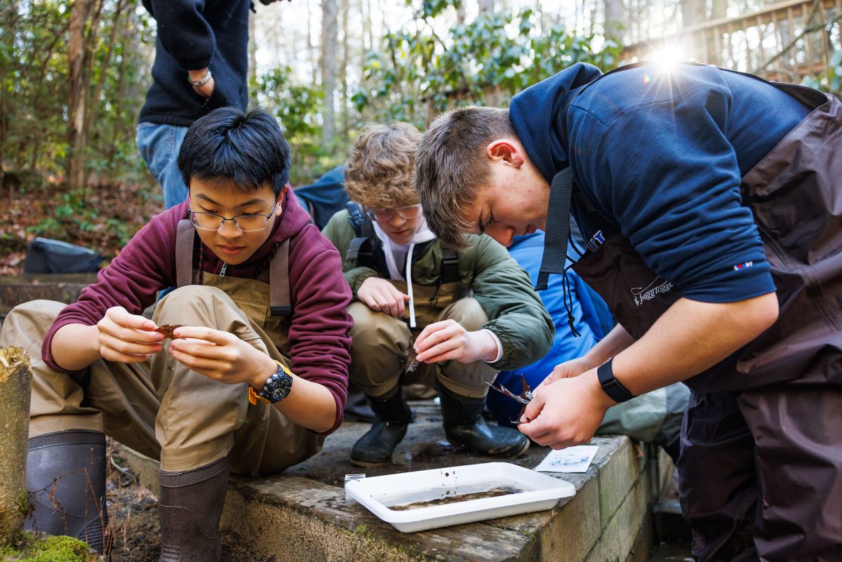 Students search for insects in a sample tray