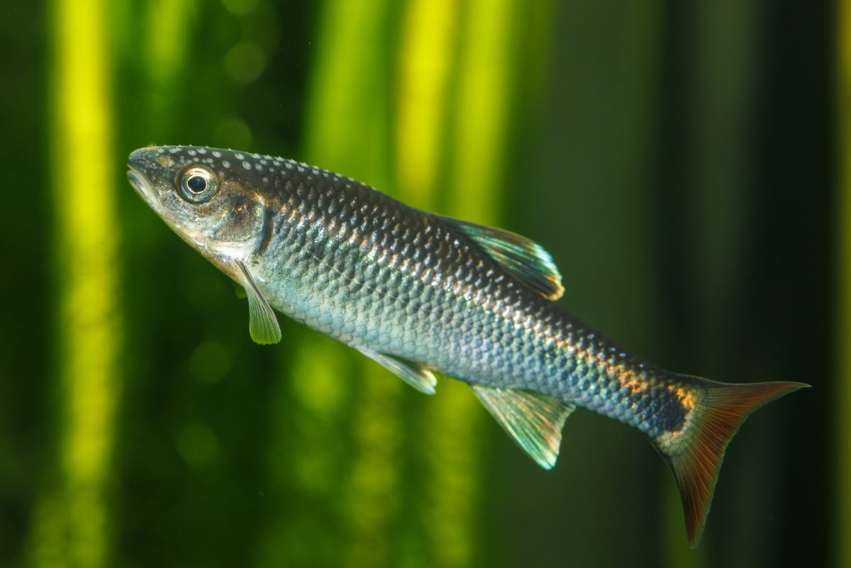 Alabama Shiner