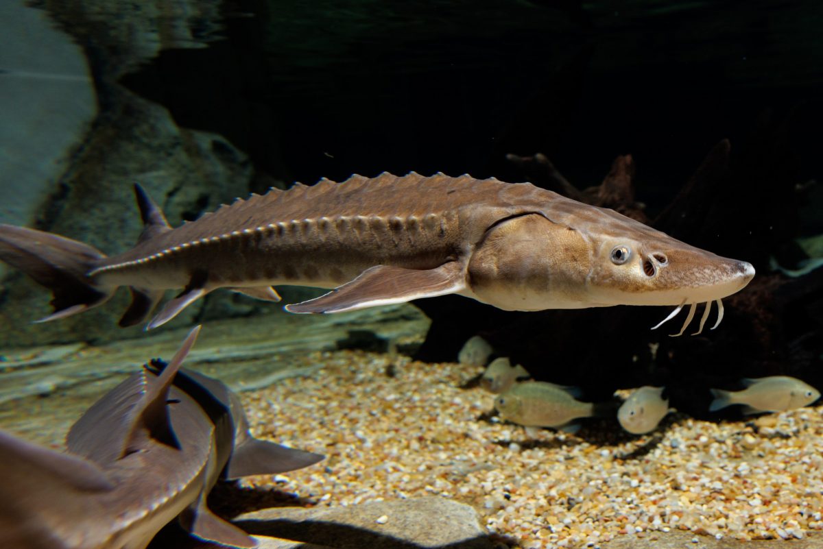 20230227 Lake Sturgeon 04