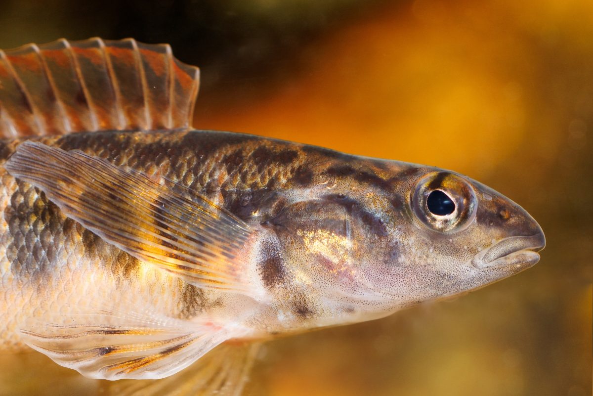 Bronze Darter fish close up