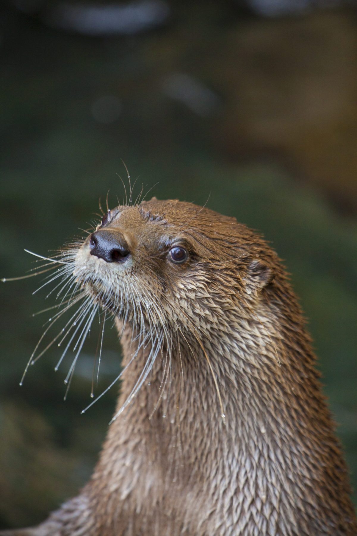 Delmar the North American River Otter at the Tennessee Aquarium