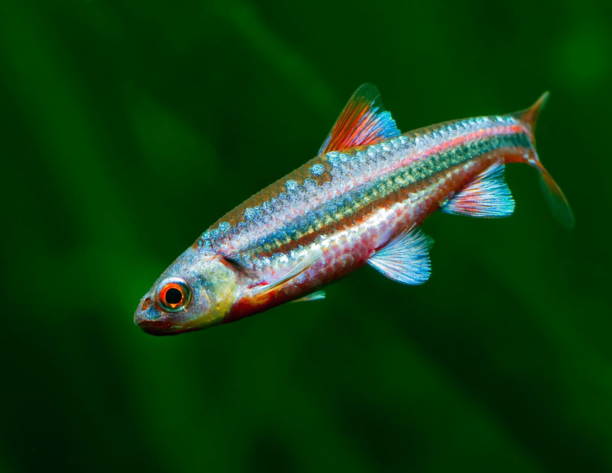 Rainbow Shiner