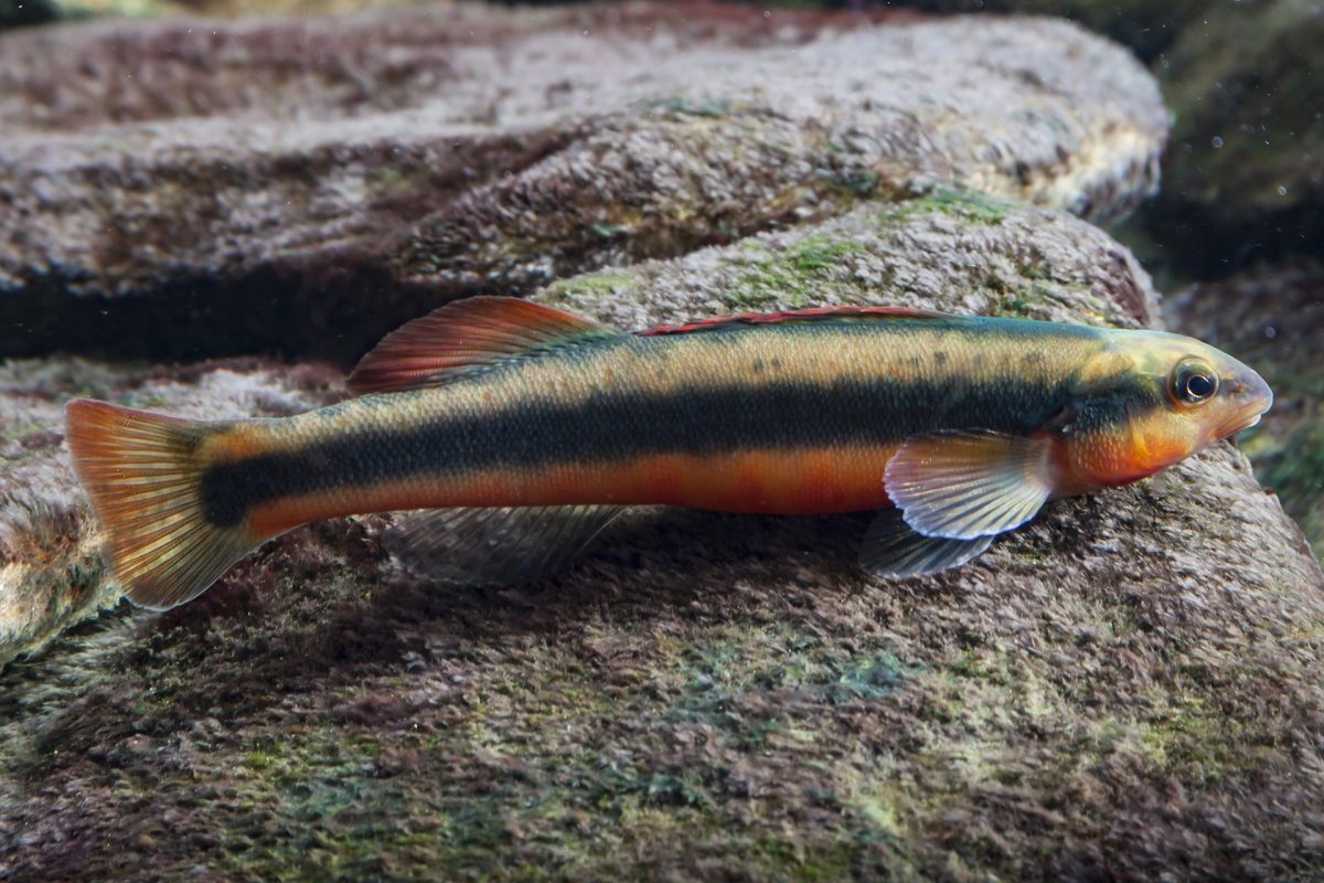 Tangerine Darter on rock