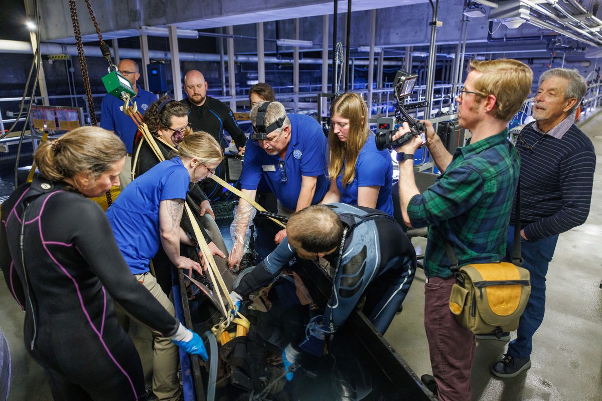 A care team gathers around a Sandbar Shark in a shark box