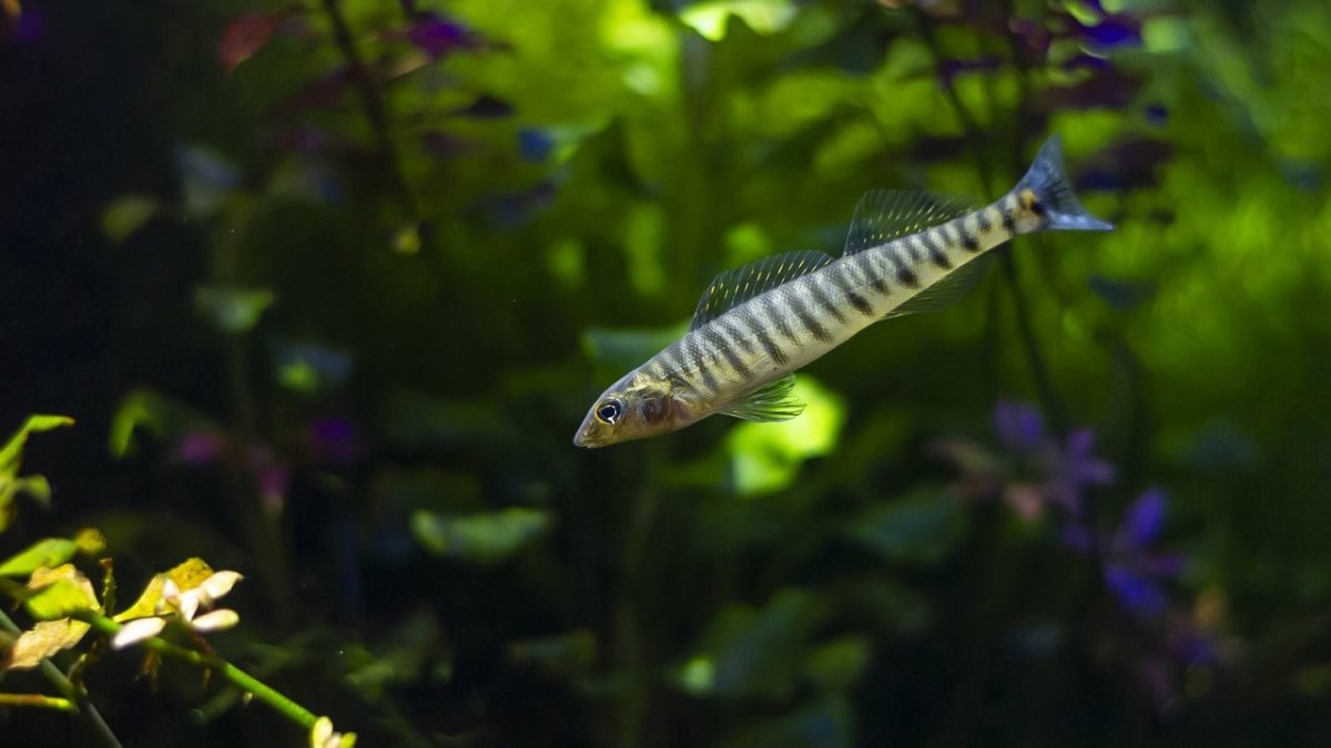 Common Logperch