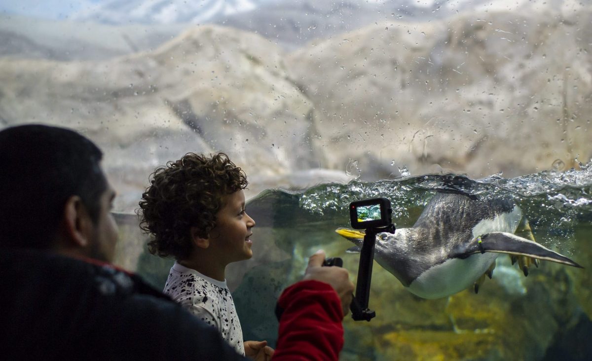 family viewing penguin exhibit