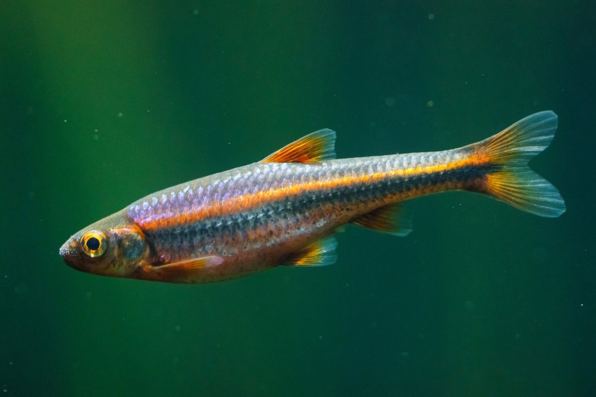 Rainbow Shiner