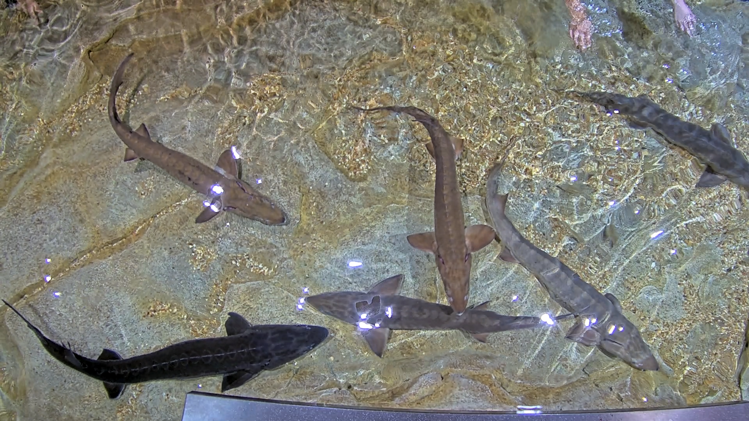 Lake Sturgeon Cam