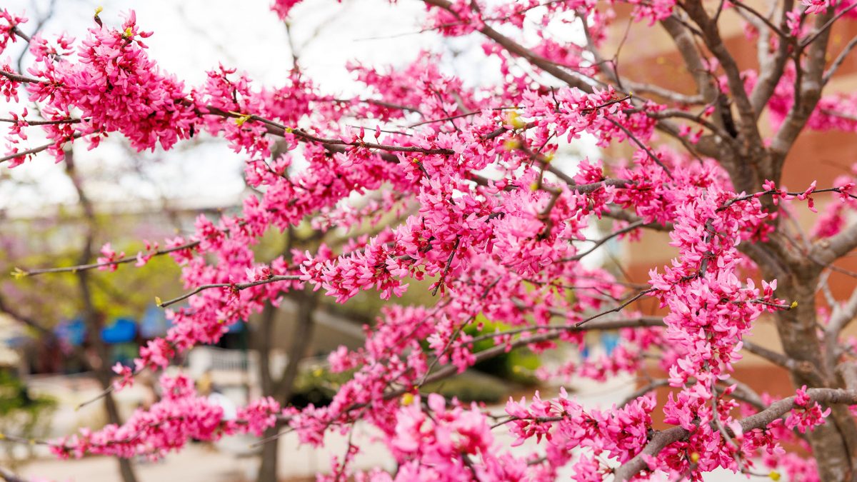 Pink blossoms on eastern redbud tree