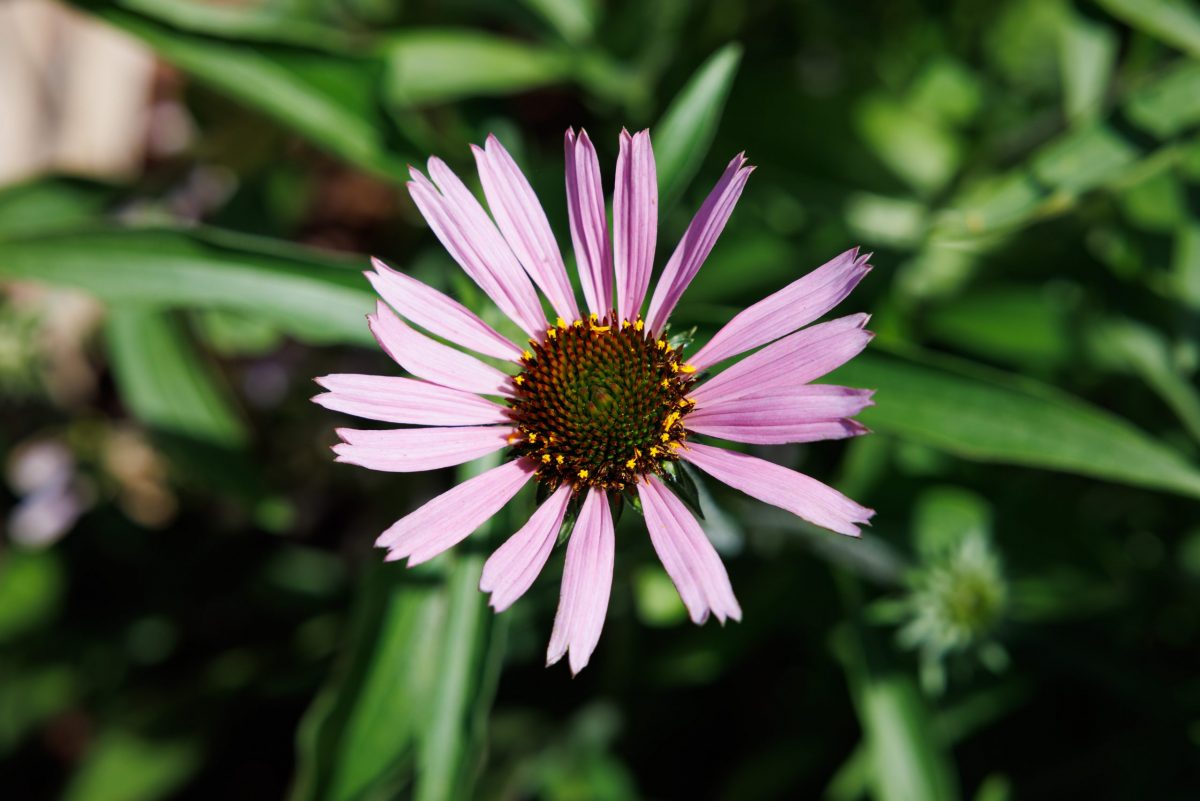 Tennessee coneflower (Echinacea tennesseensis)