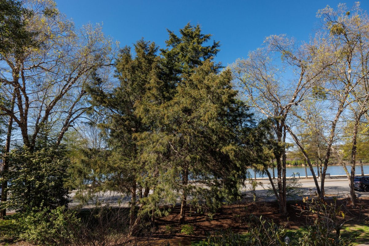 Bald Cypress (Taxodium distichium) on the Aquarium plaza.