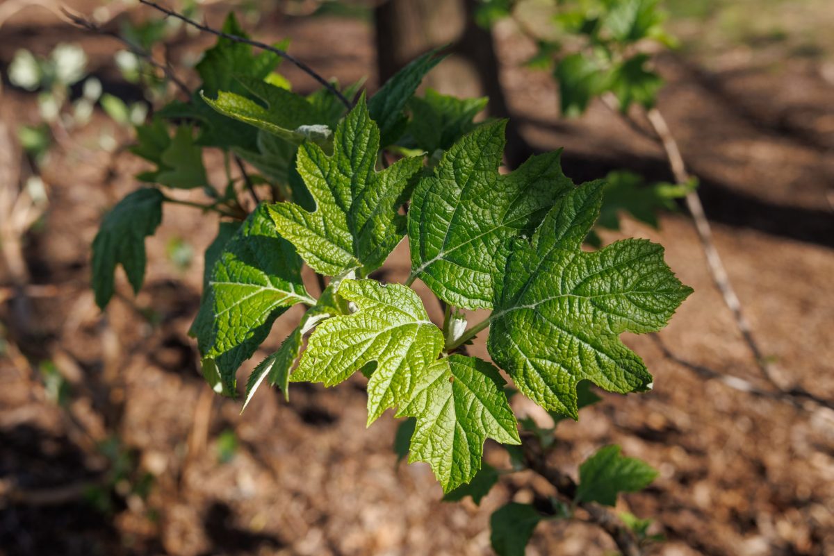 Oakleaf Hydrangea (Hydrangea quercifiolia) on the Aquarium plaza.