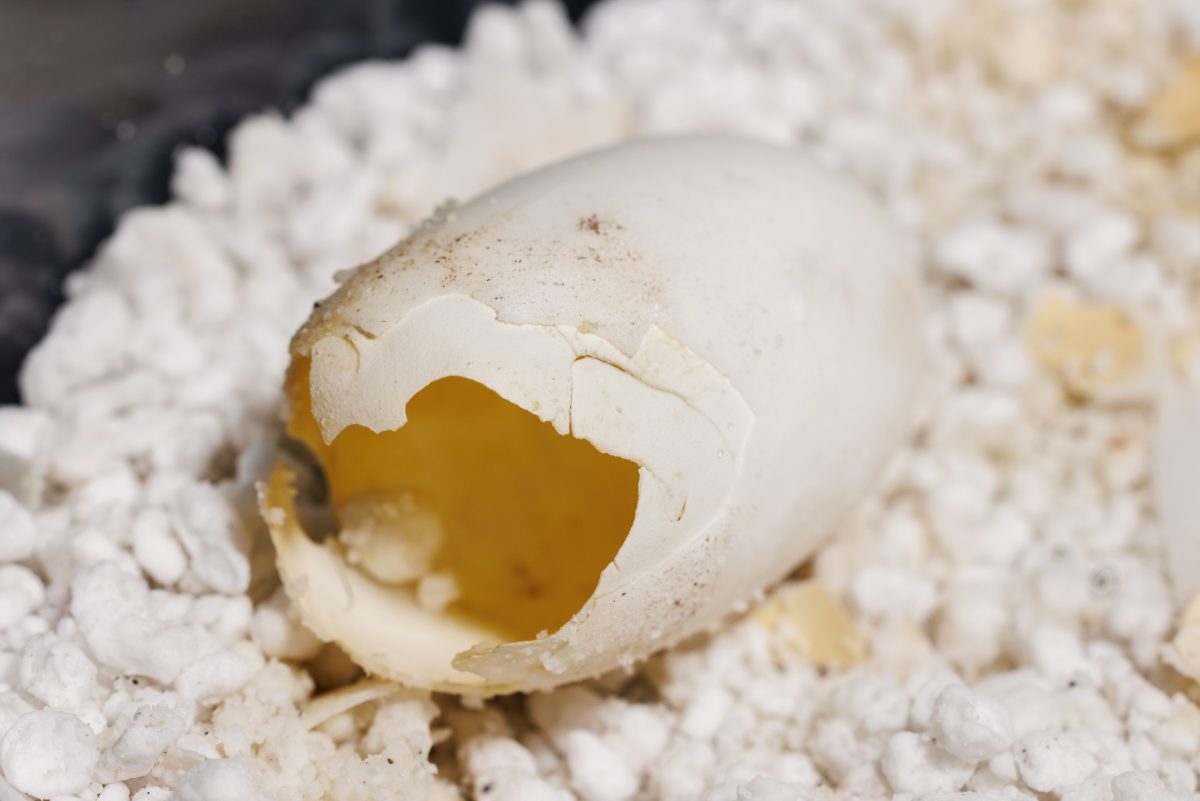 An Arakan Forest Turtle shell shows the hole out of which the hatchling emerged. Two individuals of this critically endangered species recently hatched at the Tennessee Aquarium.