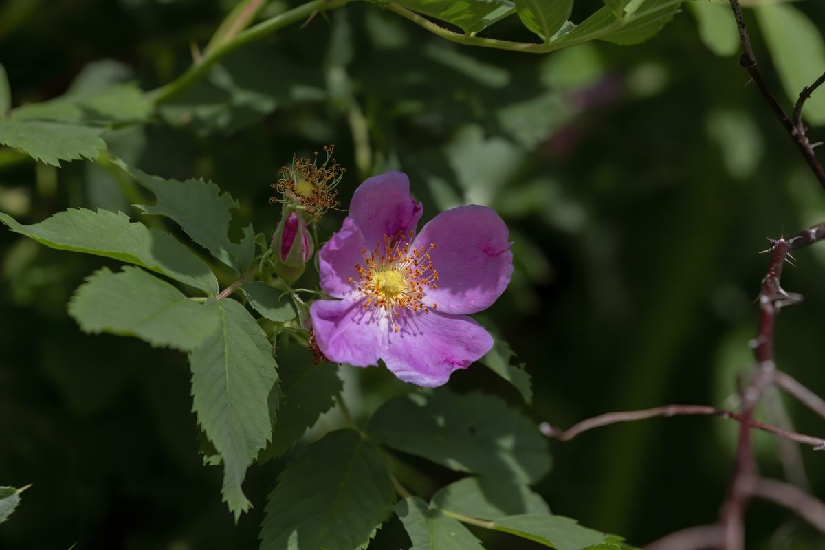 Wild rose - Carolina rose (Rosa Carolina or R. blanda)