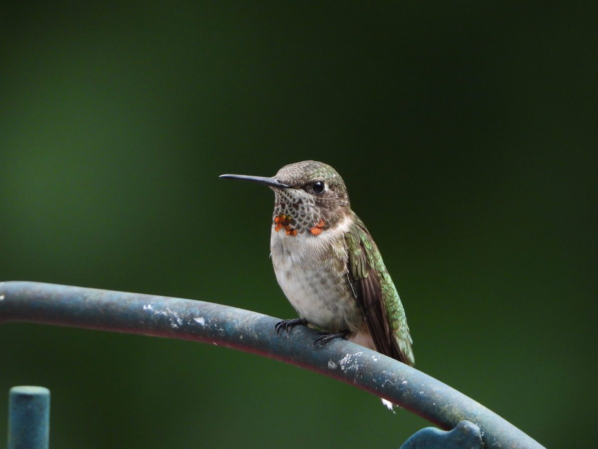 Ruby-throated Hummingbird
