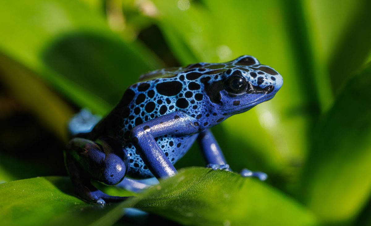 A blue poison dart frog.