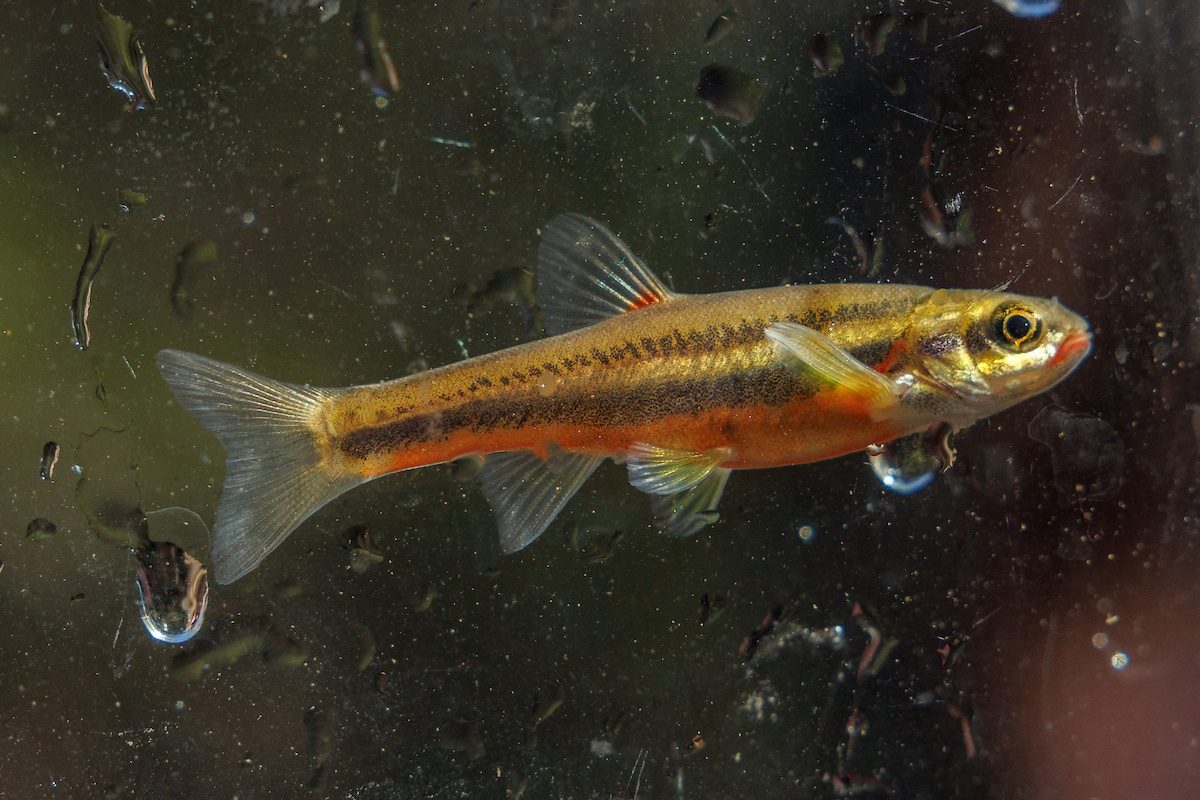 A Laurel Dace (Chrosomus saylori) collected by Tennessee Aquarium Conservation Institute scientists at Bumbee Creek in Rhea County, Tenn.