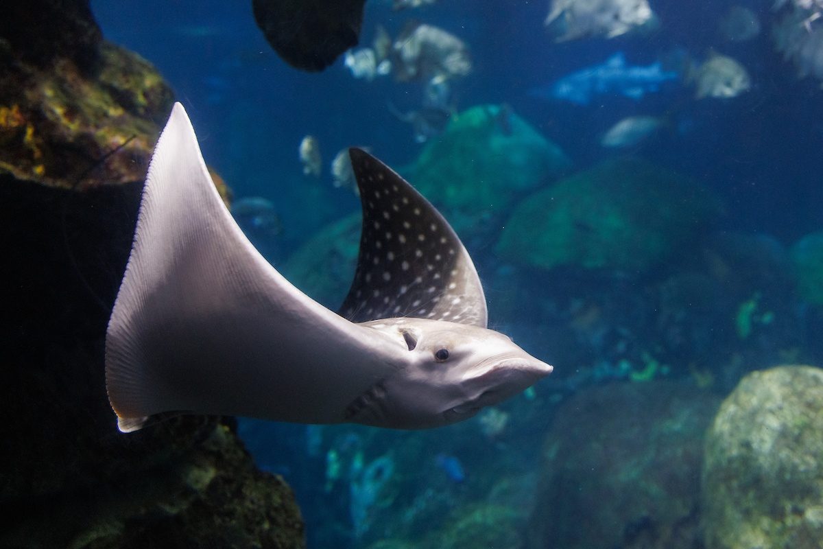 Spotted Eagle Ray