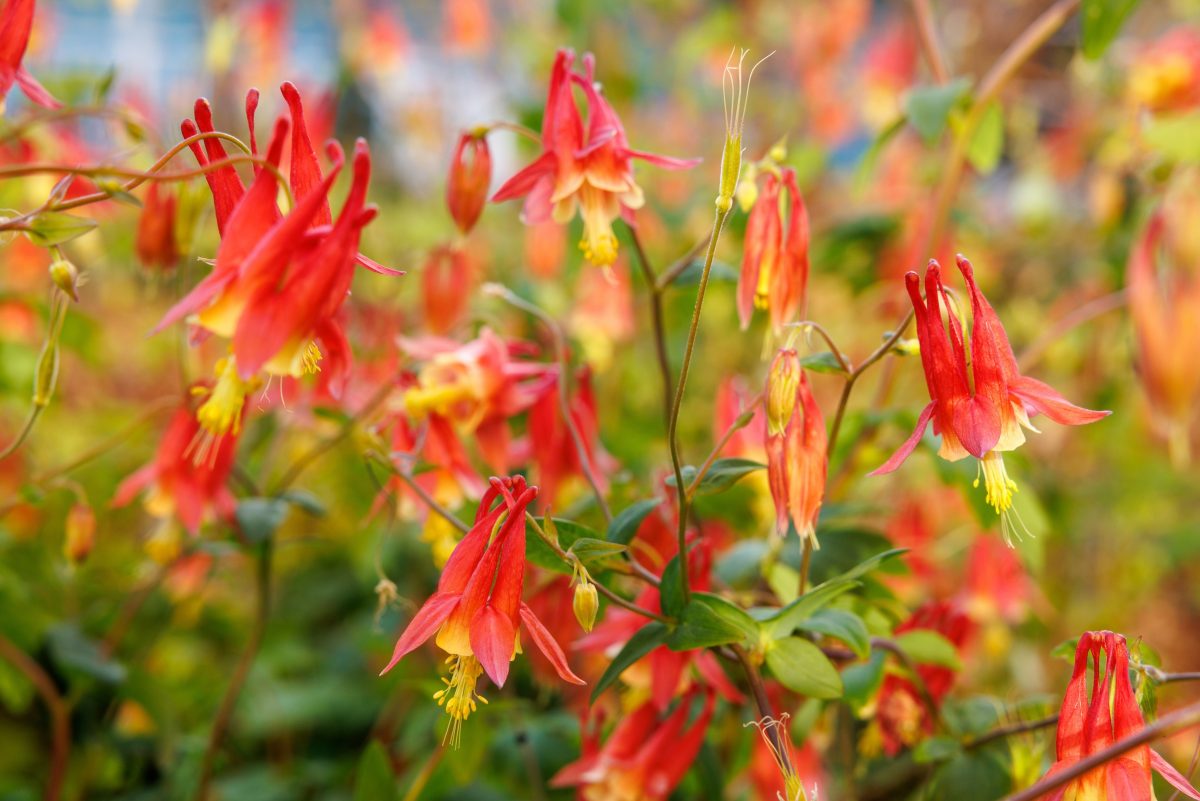 Wild Columbine (Aquilegia canadensis) on the Aquarium plaza.