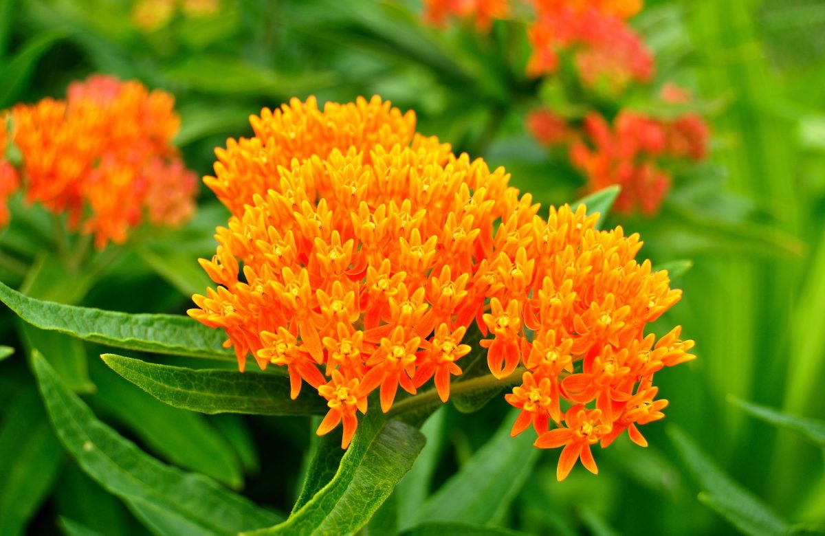 Milkweed in a field.