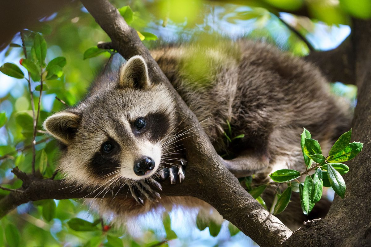 Raccoon in tree