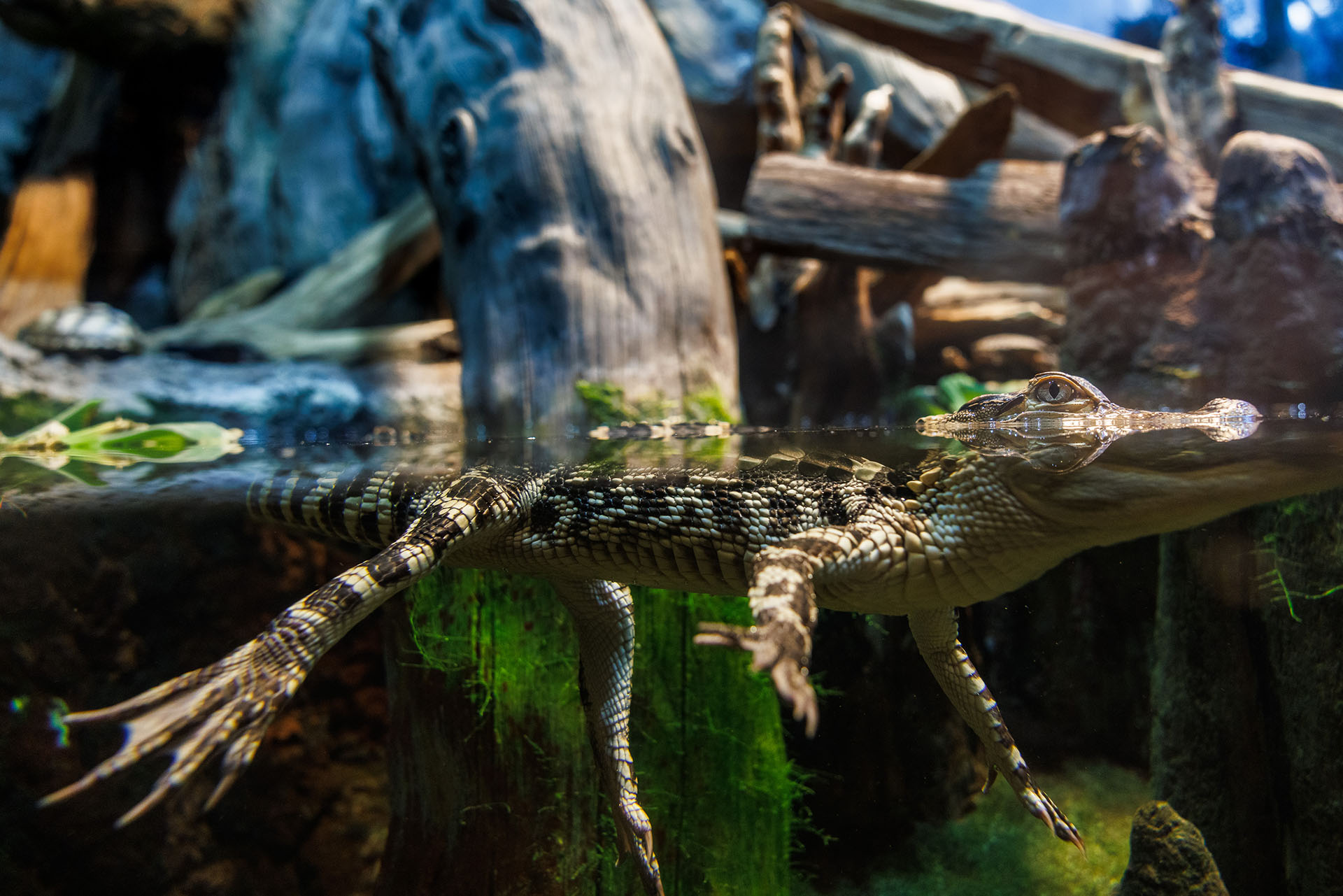 Alligator floating in water