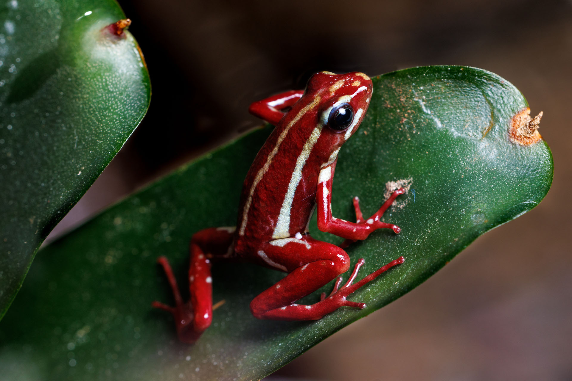 Poison arrow frog on leaf