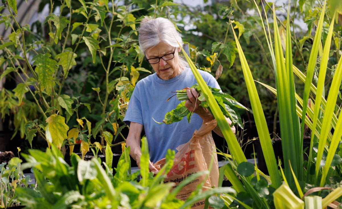 Senior Horticulturist Charlene Nash harvests vegetables grown for the Aquarium's animals