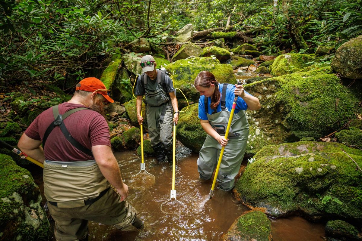 Three people wade in a stream