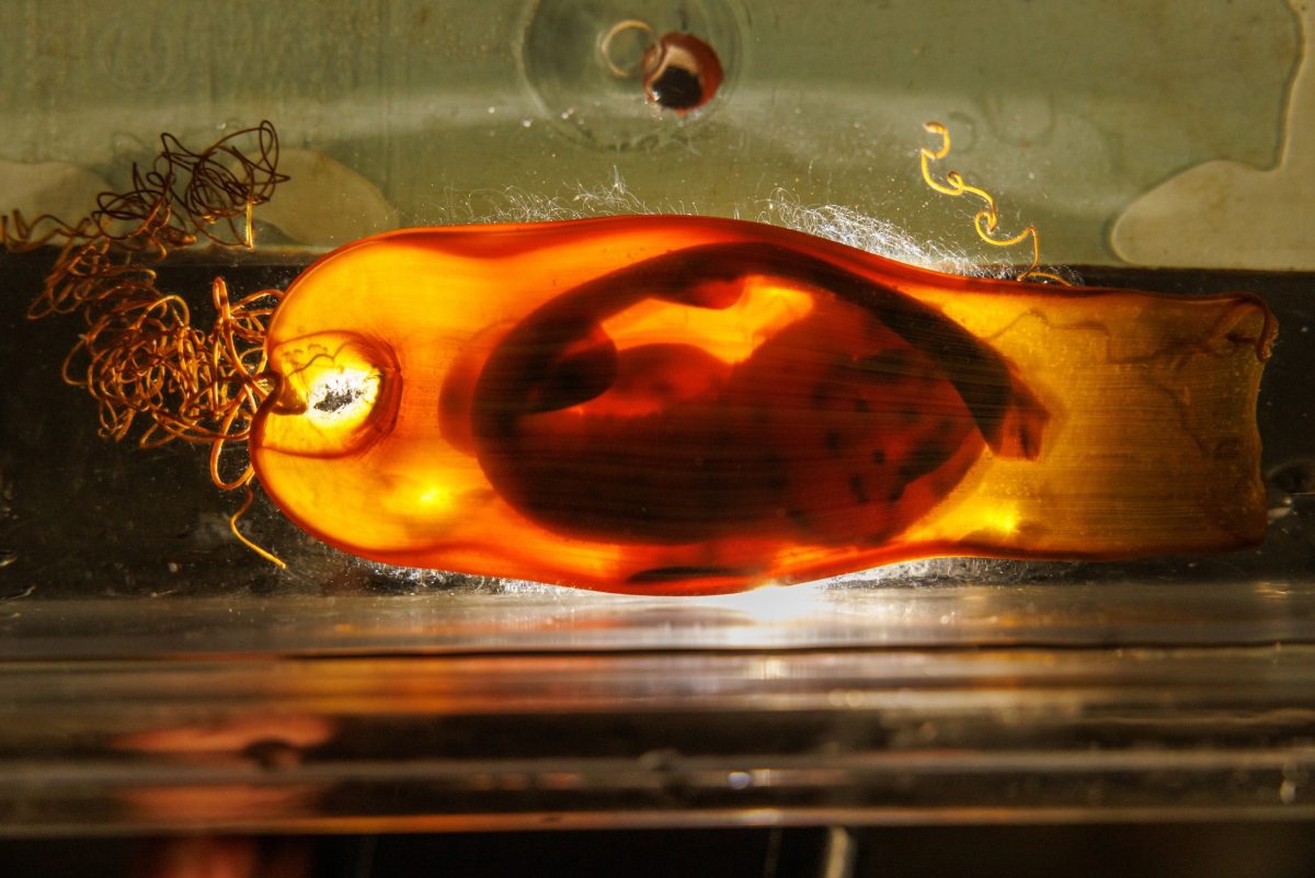 An unhatched Swell Shark (Cephaloscyllium ventriosum) is visible inside an egg - commonly called a mermaid's purse - at the Tennessee Aquarium.