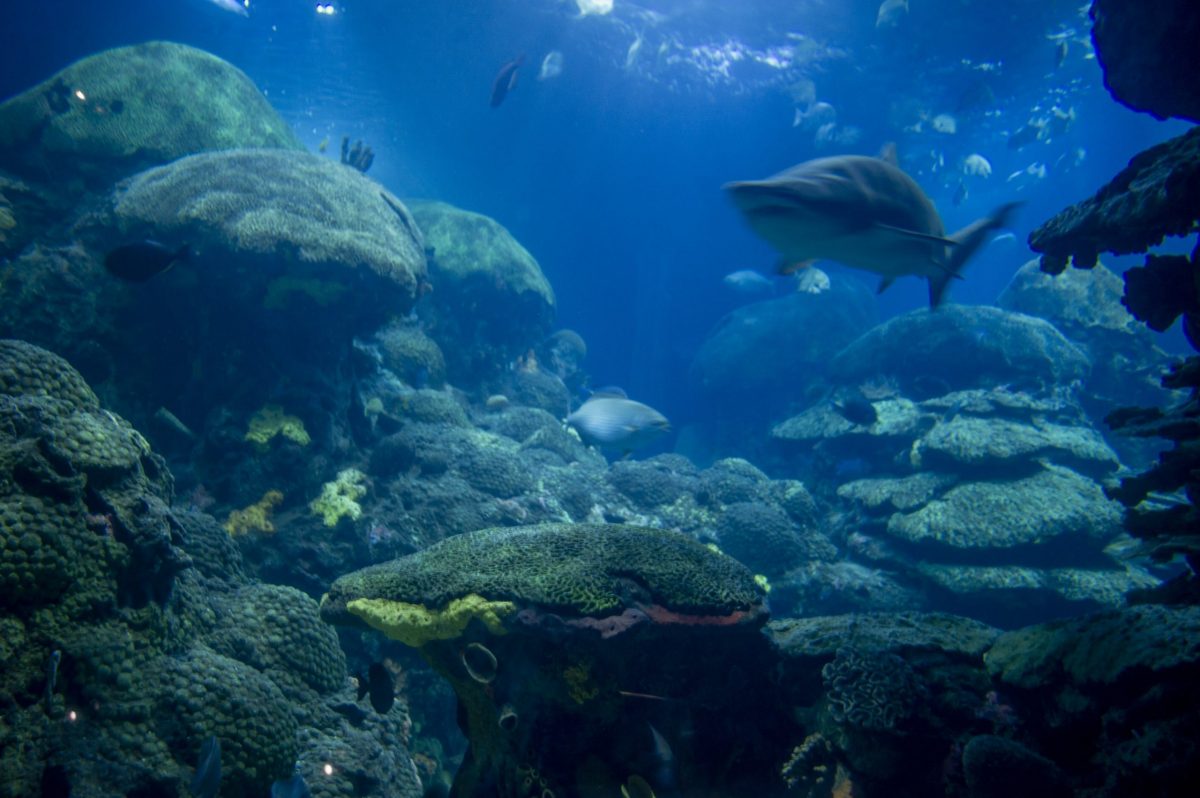 A Sand Tiger Shark swims through the Secret Reef exhibit at the Tennessee Aquarium