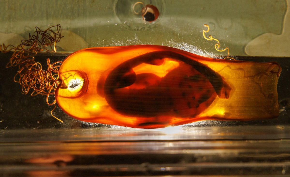 A Tennessee Aquarium aquarist shines a light through the egg case of a Swell Shark. Known as “candling,” this process allows caretakers to check on pups to gauge their stage of development.