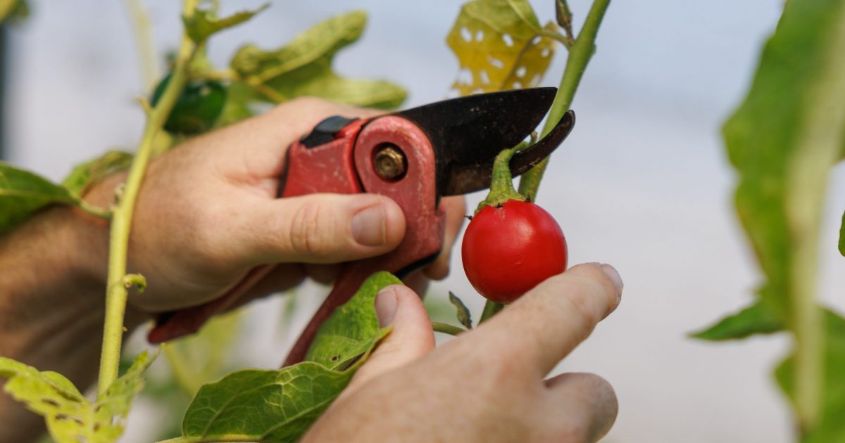 Horticulturist II Austin Prater harvests vegetables for the Aquarium's animals.