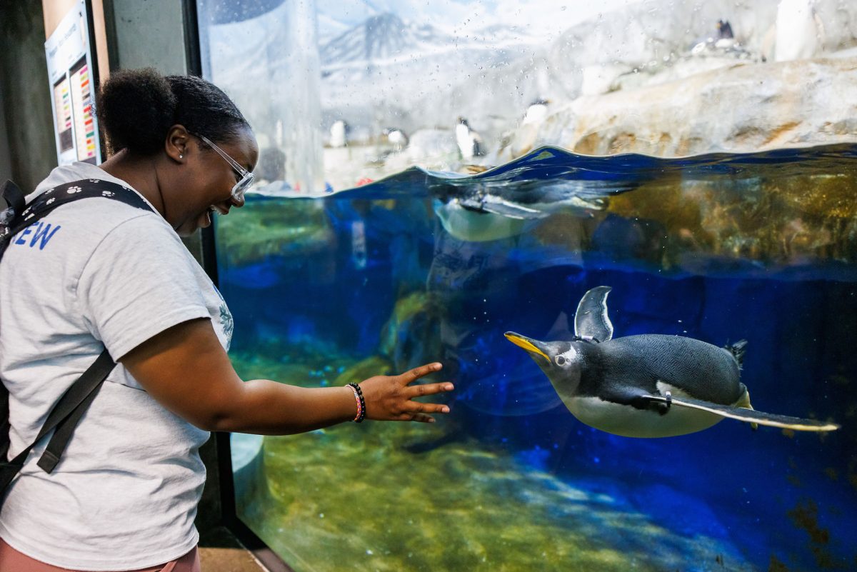 A guest watches a Gentoo Penguin swim