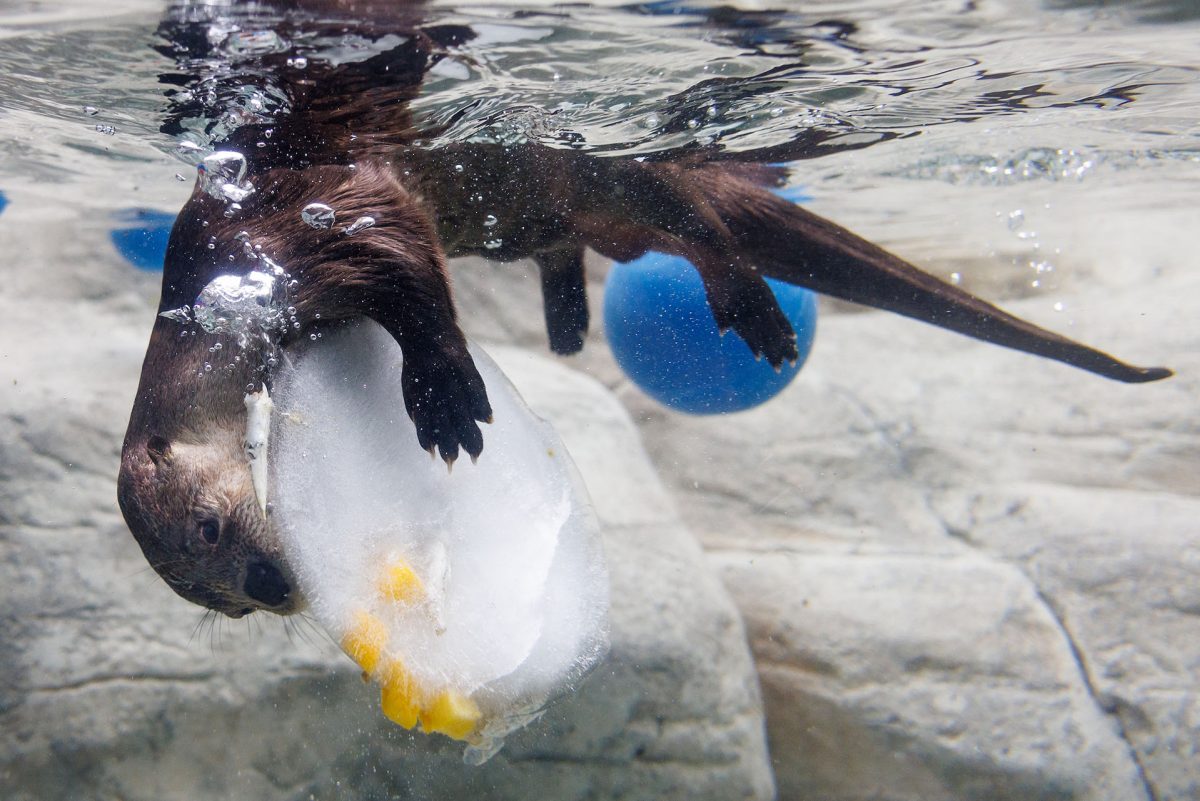 An otter swims with a frozen treat