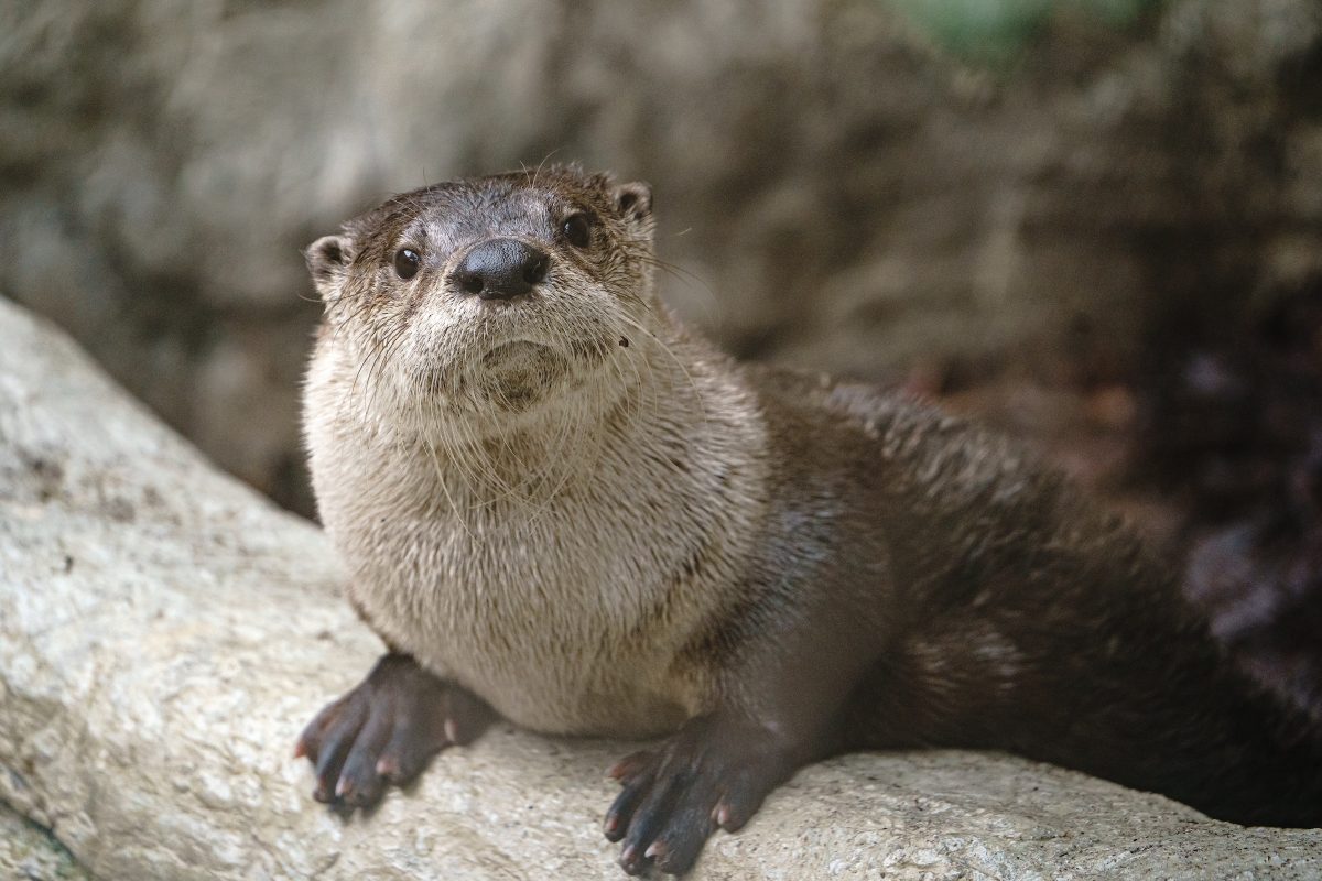 Sunshine, the Tennessee Aquarium's new female North American River Otter (Lontra canadensis) in the River Otter Falls exhibit.