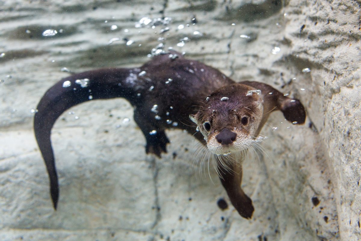 Sunshine, the Tennessee Aquarium's new female North American River Otter (Lontra canadensis), enjoys the facility's River Otter Falls exhibit.