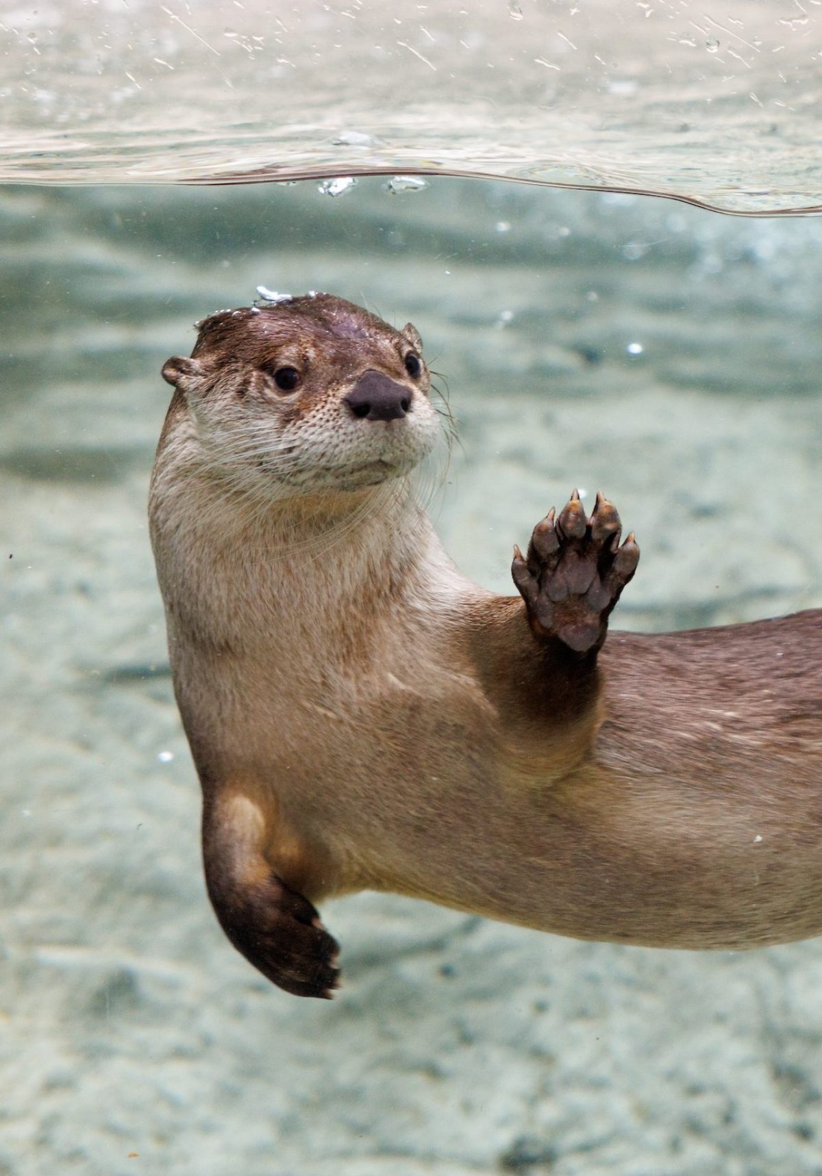 Sunshine, the Tennessee Aquarium's new female North American River Otter (Lontra canadensis) in the River Otter Falls exhibit.