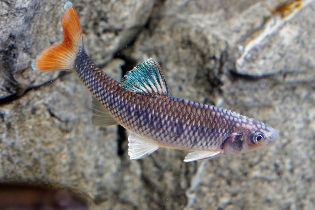 An Alabama Shiner swims through an exhibit in the Tennessee Aquarium’s new Ridges to Rivers gallery.