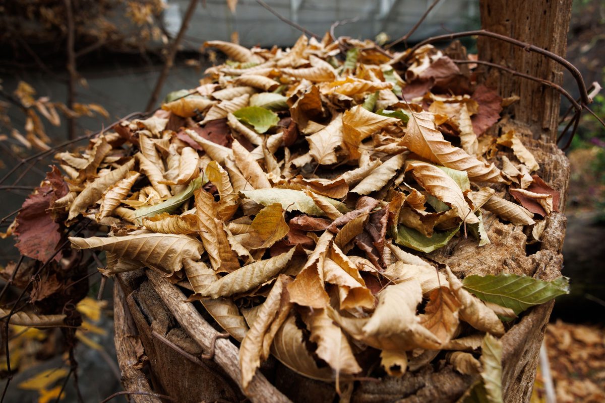 Pile of leaves