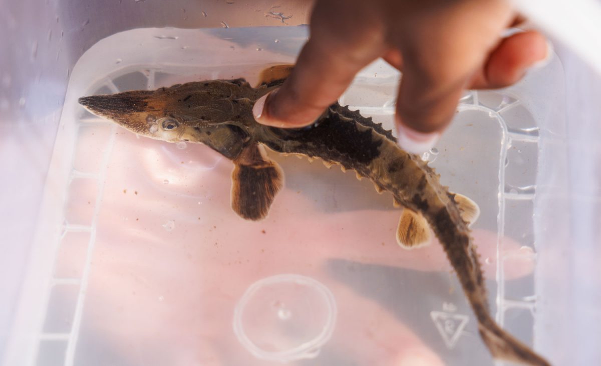 A student from Girls Inc. of Chattanooga touches a juvenile Lake Sturgeon in a container before releasing it into the Tennessee River.