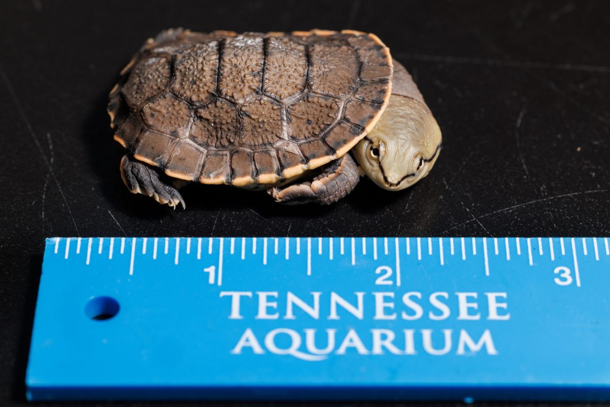 A Hilaire's Side-necked Turtle next to a ruler for scale