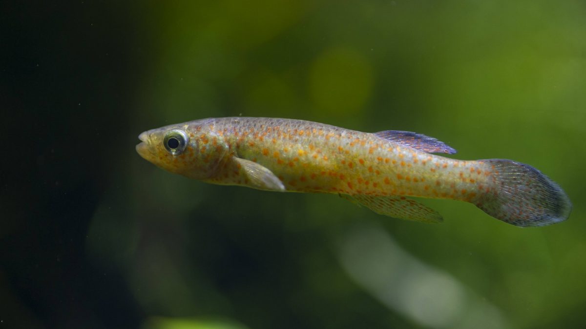 A Barrens Topminnow at the Tennessee Aquarium